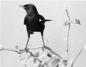 Bird-NGL